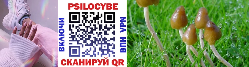 shop телеграм  Алатырь  Псилоцибиновые грибы Psilocybine cubensis 